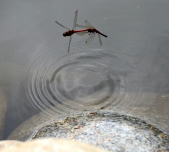 Sympetrum striolatum: storia damore e di 